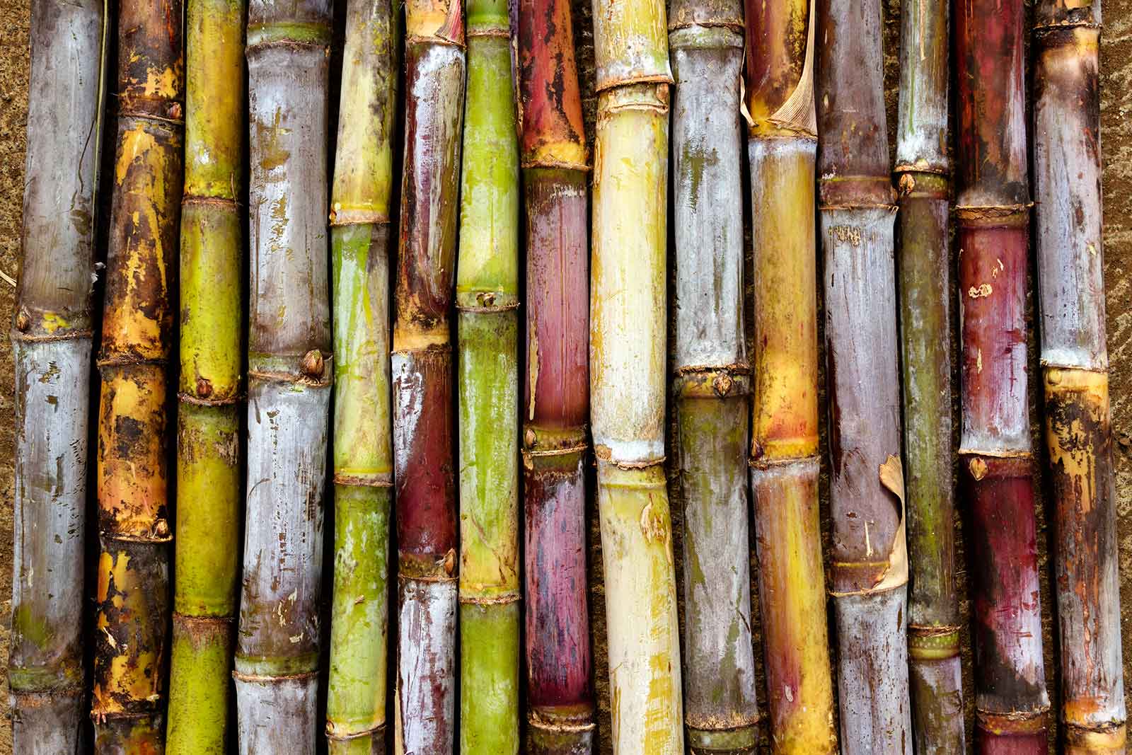 social print paper various types of sugar cane